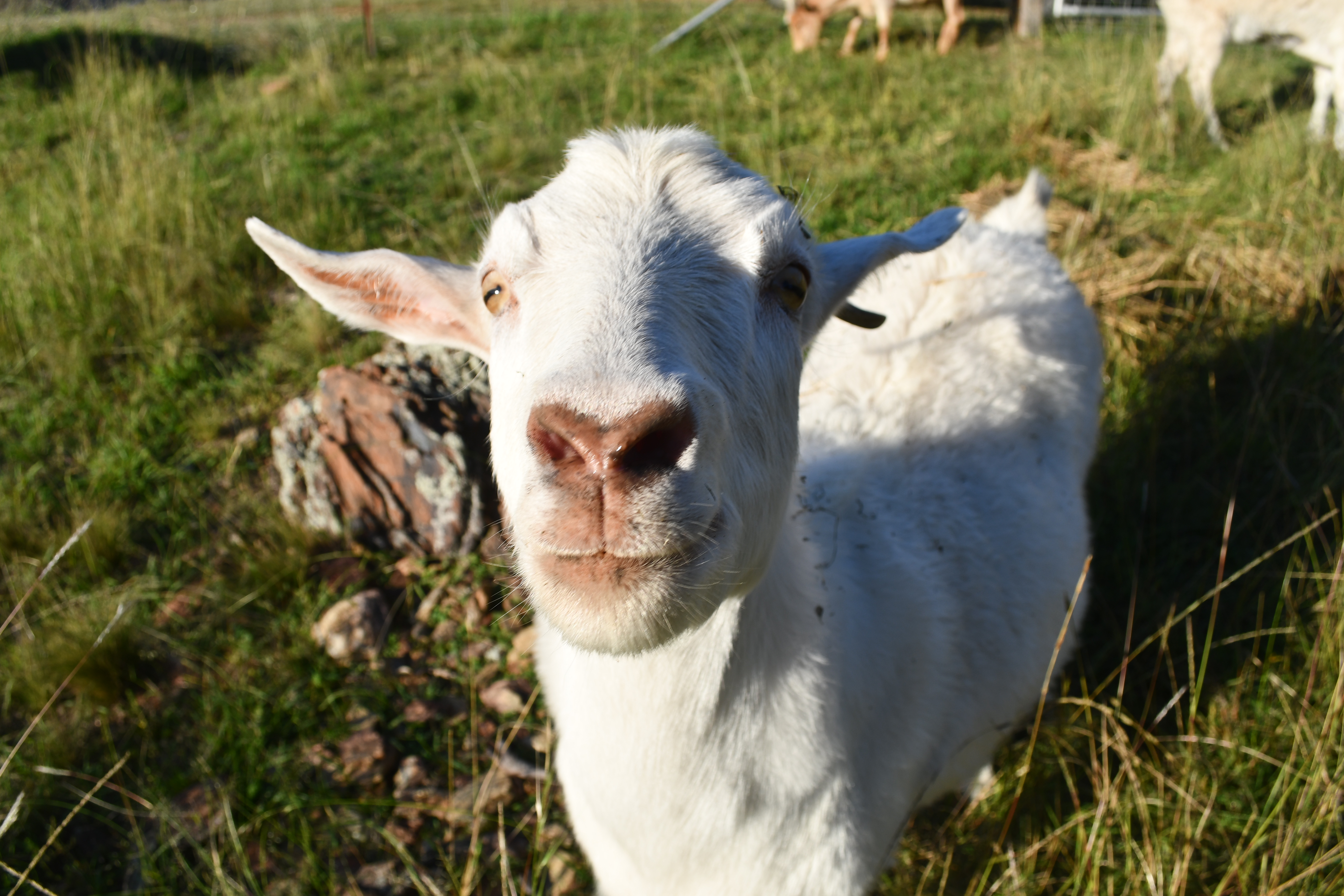 Goatie the farm goat at Springcart Farm, Weabonga NSW