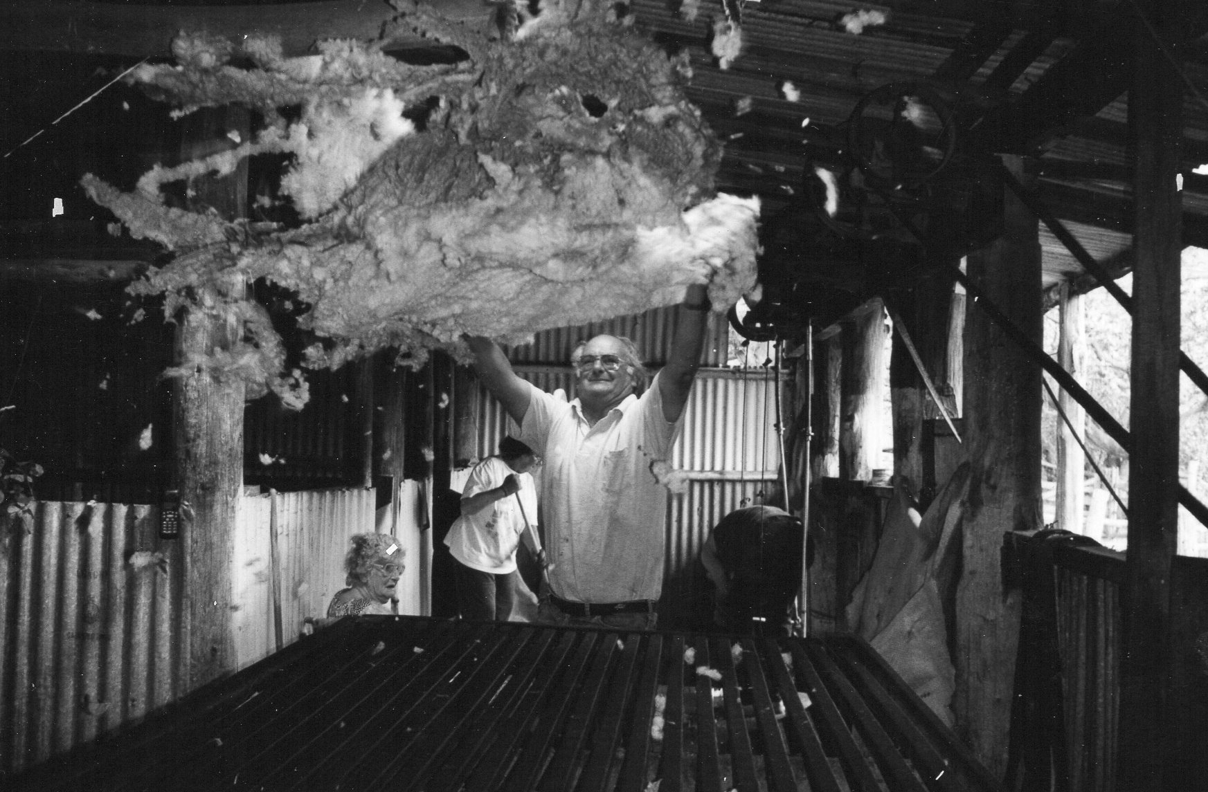Shearer tossing a fleece in the Springcart Farm wool shed, continuation of the old farming tradition