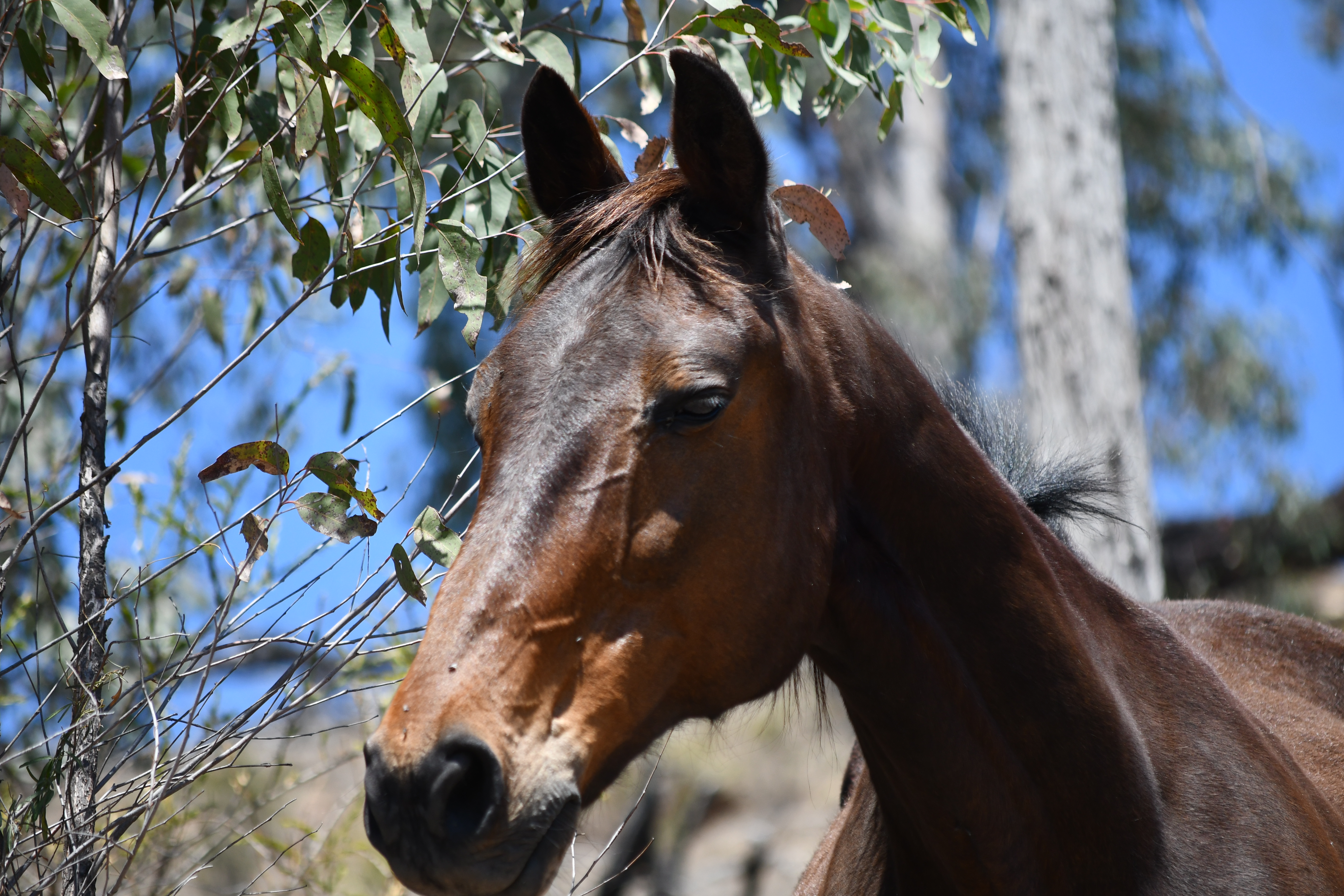 Buddy the ex-thoroughbred chestnut horse, ears forward, in dappled eucalypt shade at Springcart Farm