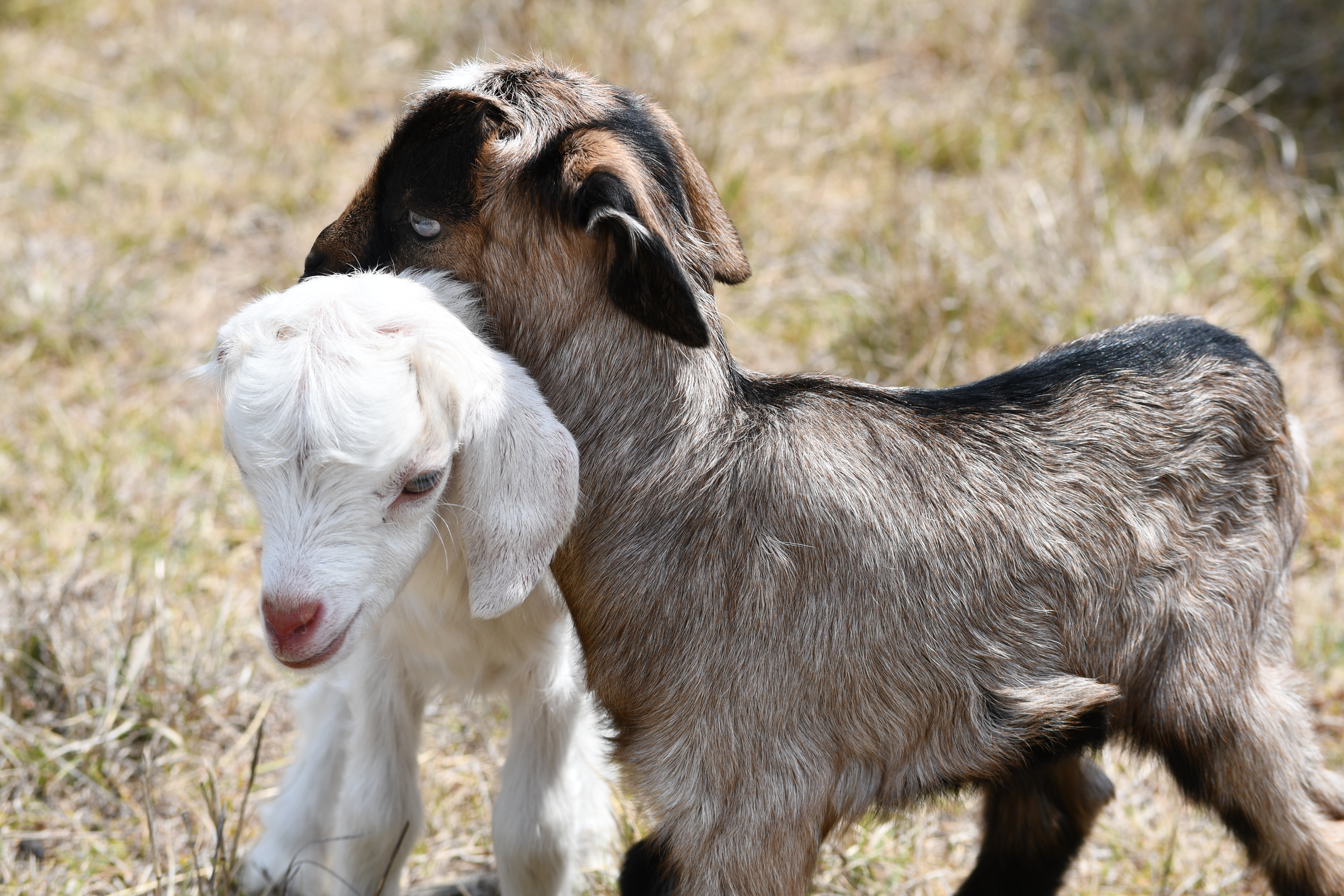 Baby goats at Springcart Farm, Weabonga NSW