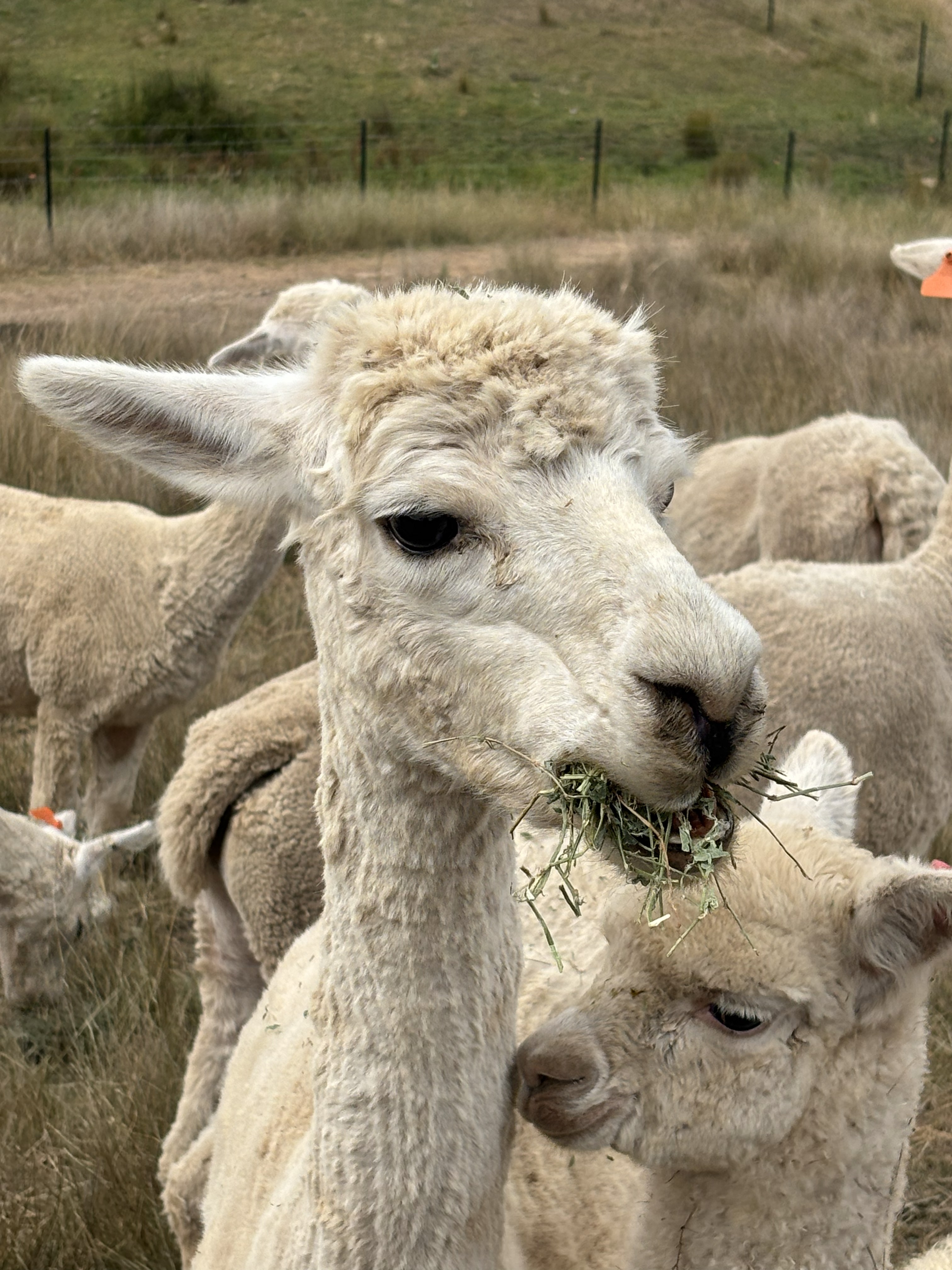 Alpaca and cria grazing at Springcart Farm, Weabonga NSW Northern Tablelands