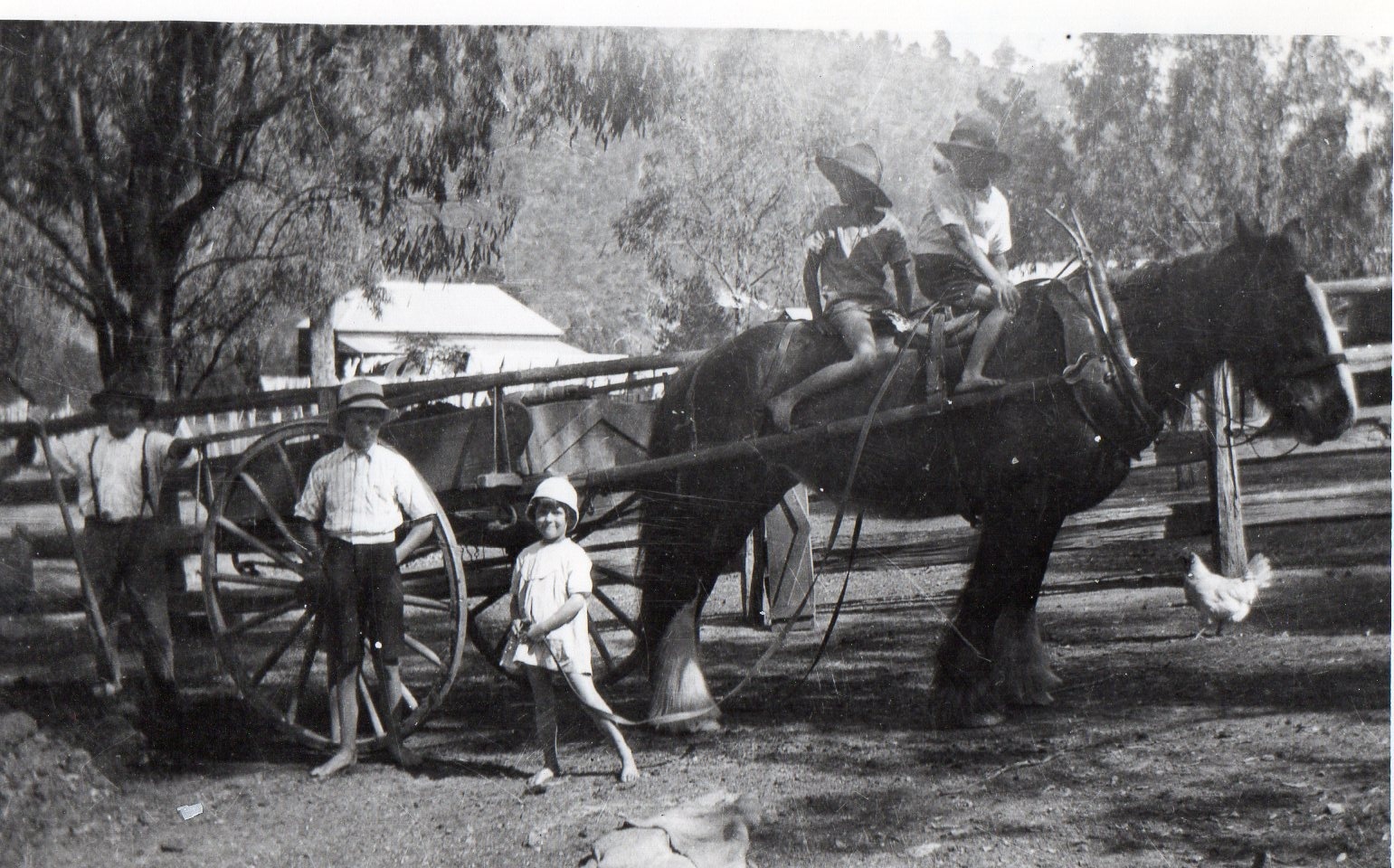 James Blaxland and his children with their Clydesdale, Wellanbah, circa 1920