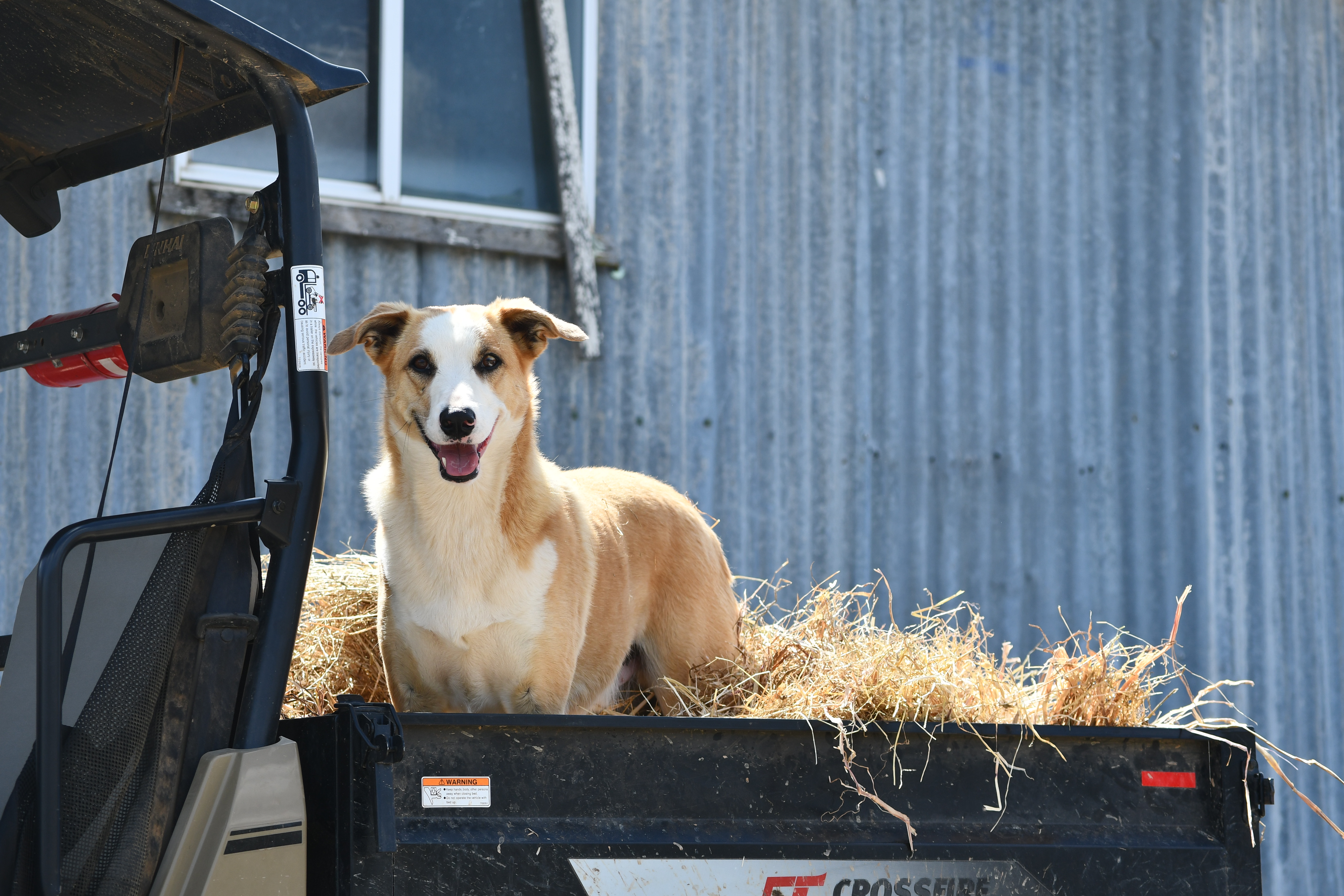 Yogi the Australian Koolie working dog at Springcart Farm