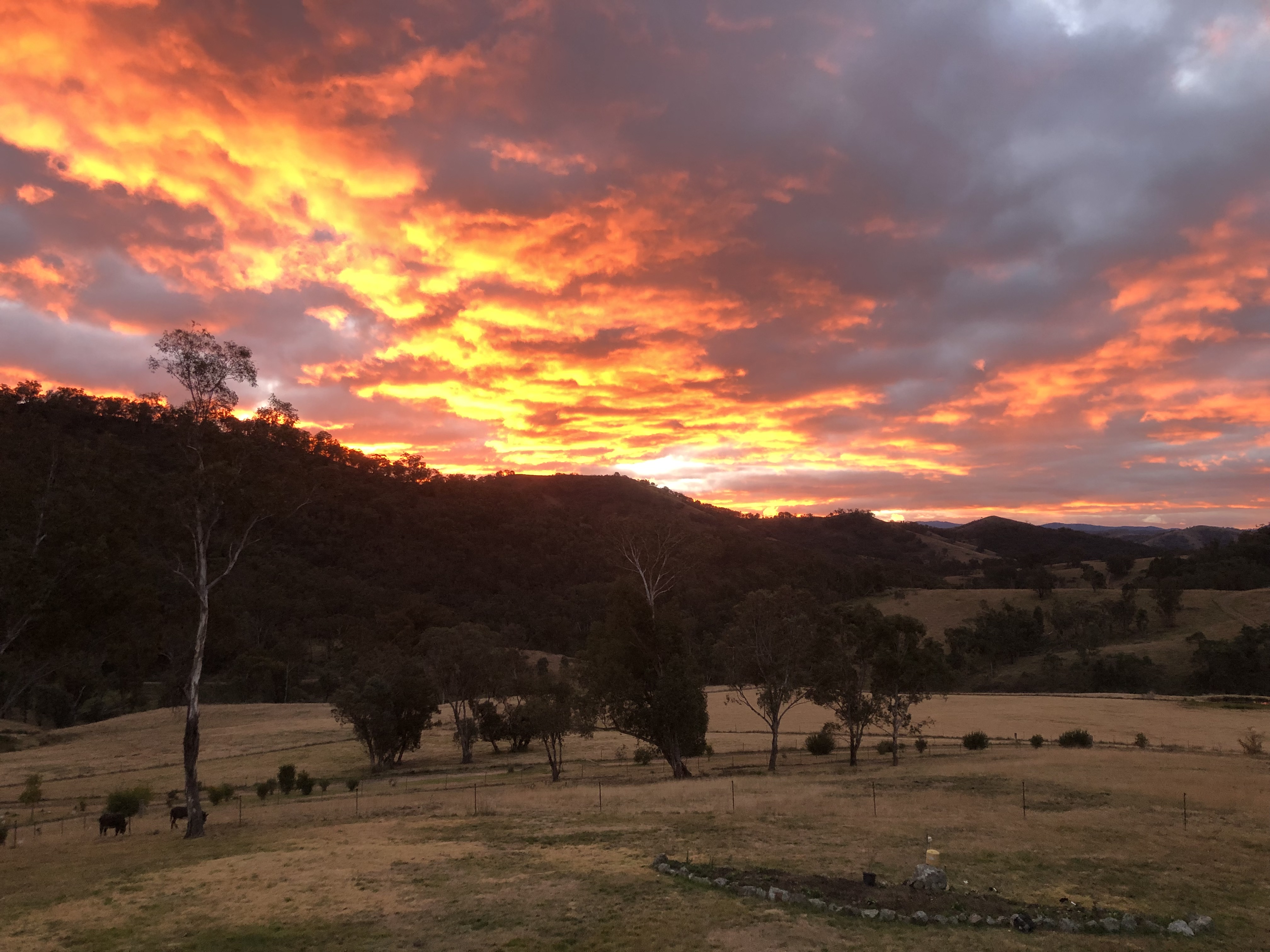Sunset over the Limbri-Weabonga Valley with silhouetted cattle in the foreground paddock at Springcart Farm