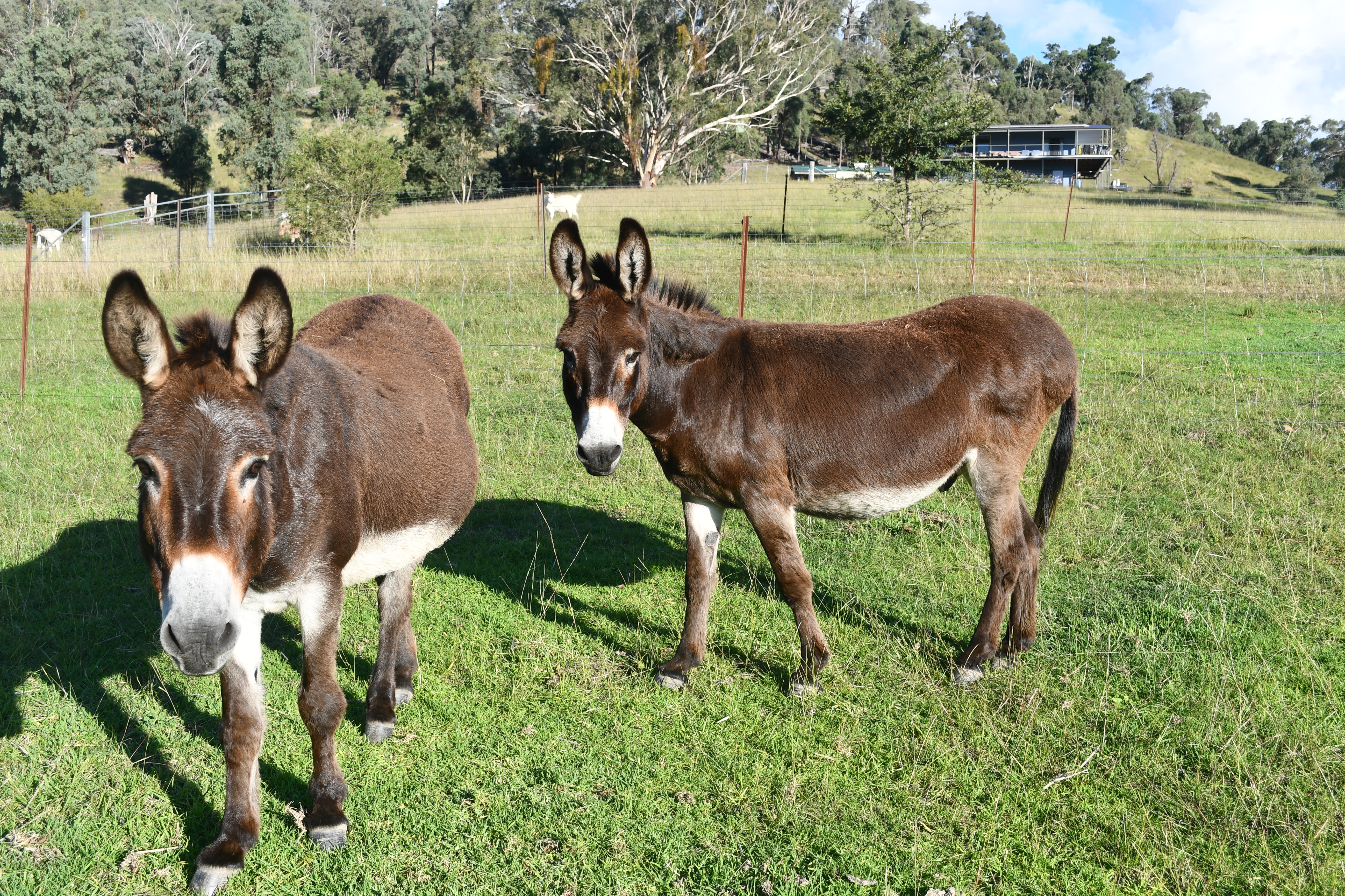 Jet and Darcy the donkey brothers at Springcart Farm, Weabonga NSW