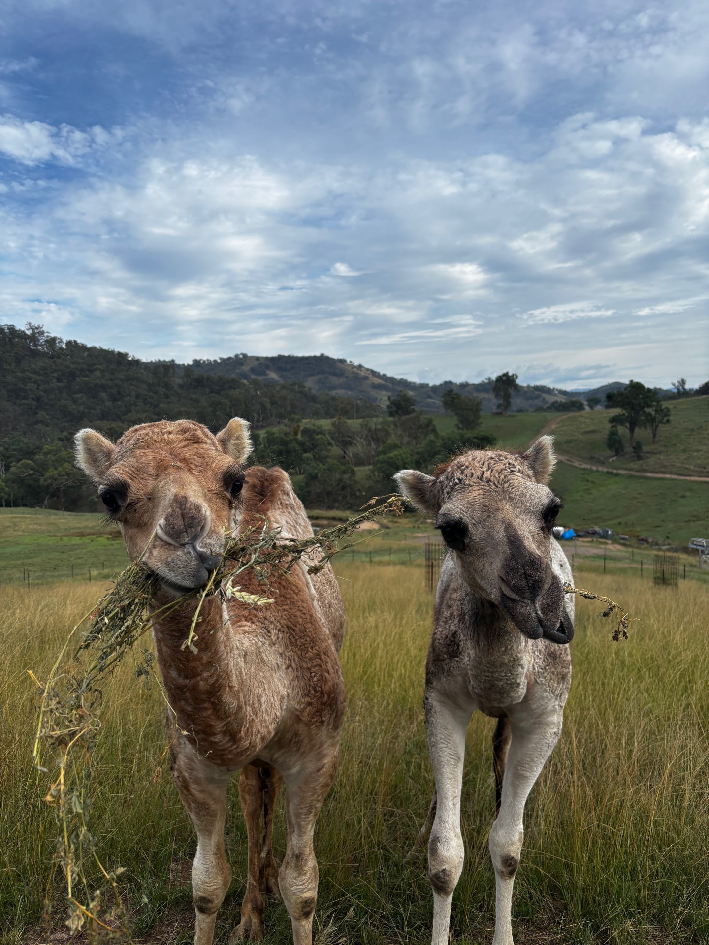 Kath and Kim the dromedary camels at Springcart Farm, Weabonga NSW — looking at camera with mouthfuls of grass