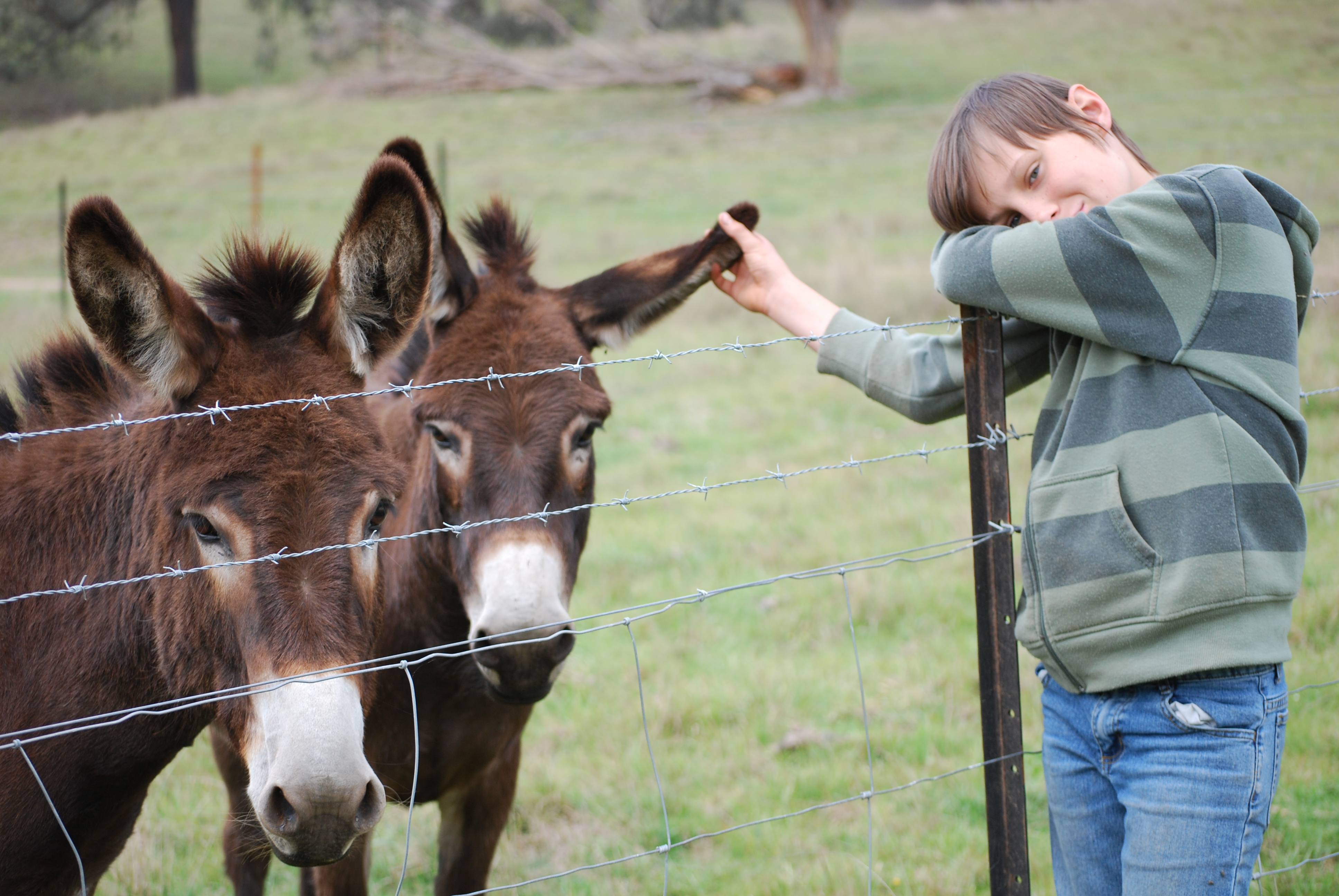 Young boy meeting the donkeys Jet and Darcy at Springcart Farm — kids welcome