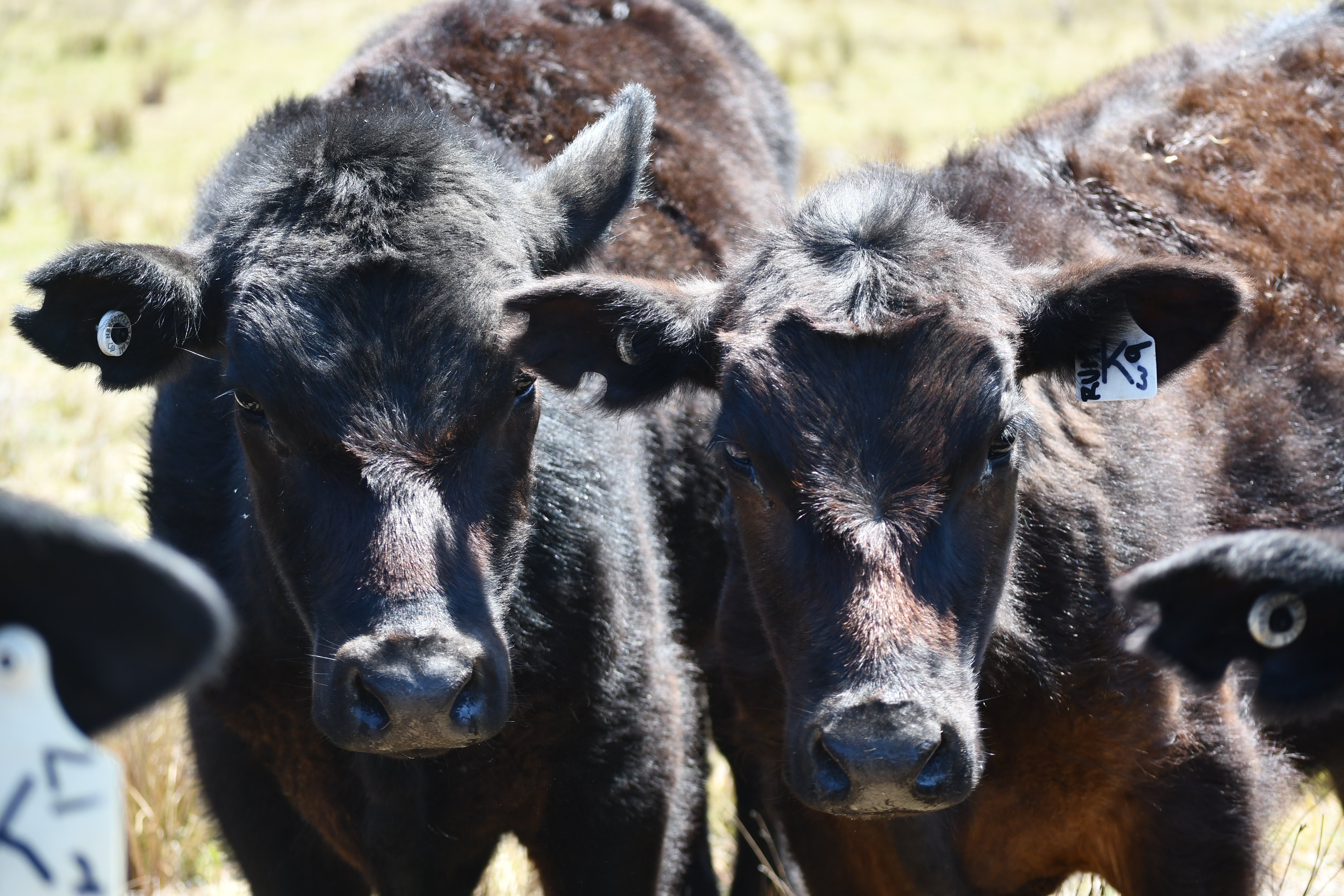 Black Angus calves at Springcart Farm stud, Northern Tablelands NSW