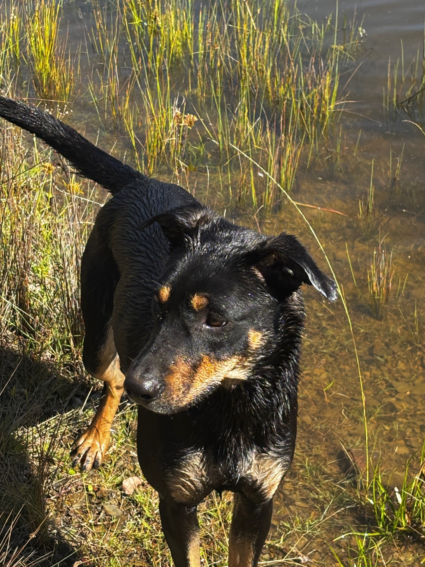Luna the dog wading in the dam at Springcart Farm, Weabonga NSW