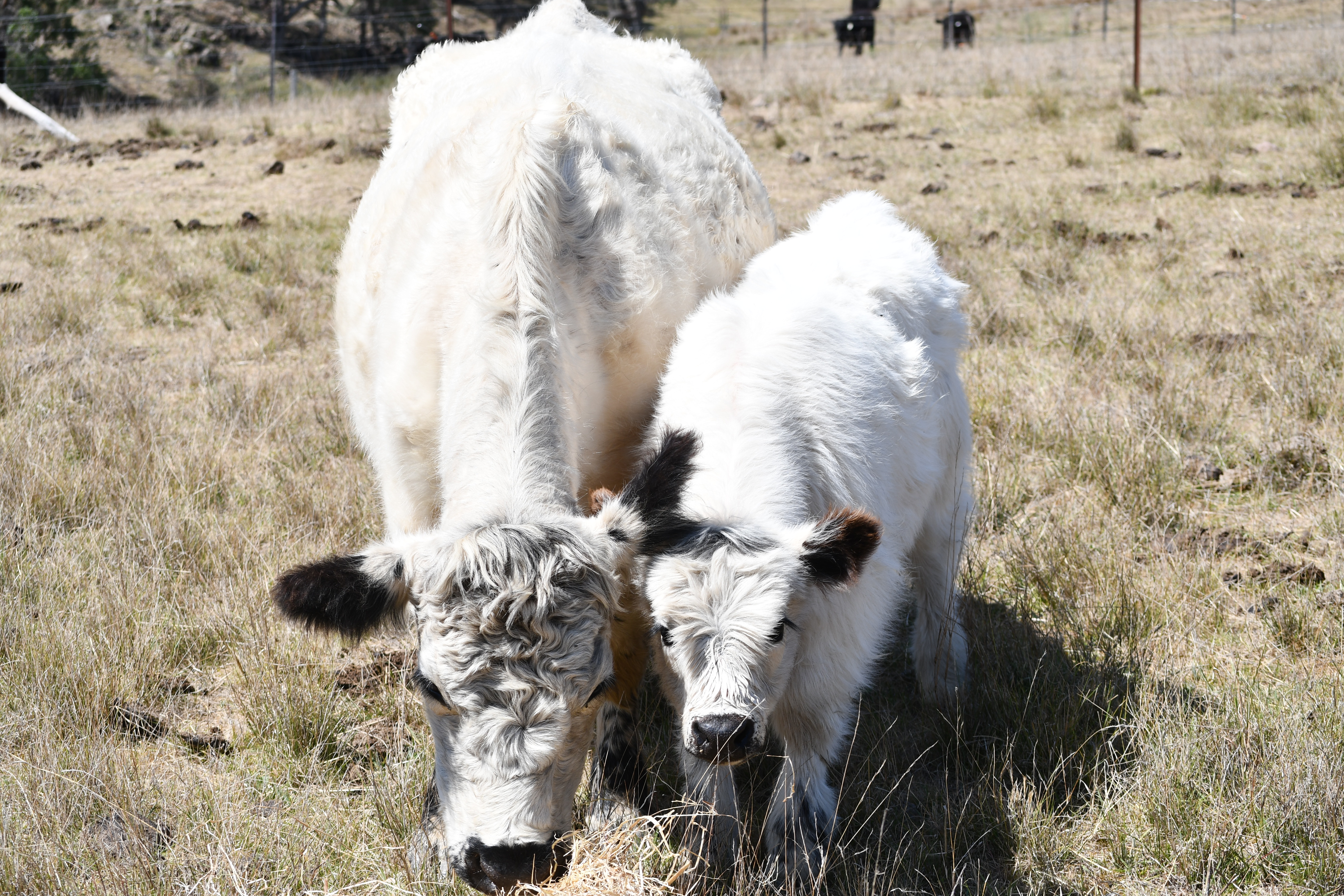 Miniature Galloway belted cow and calf at Springcart Farm, Weabonga NSW
