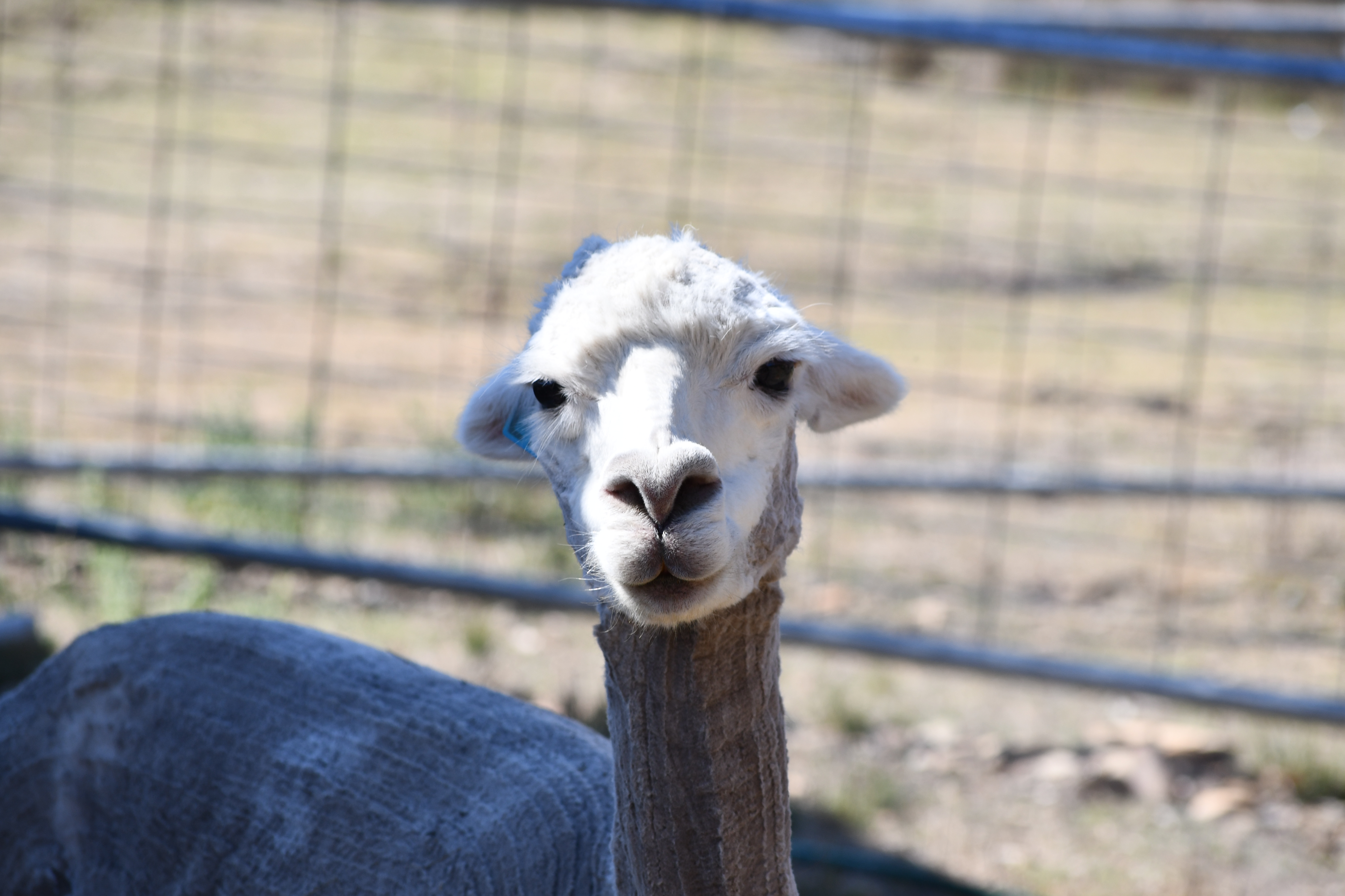 Alpaca face portrait at Springcart Farm — retired breeding dame available as pet