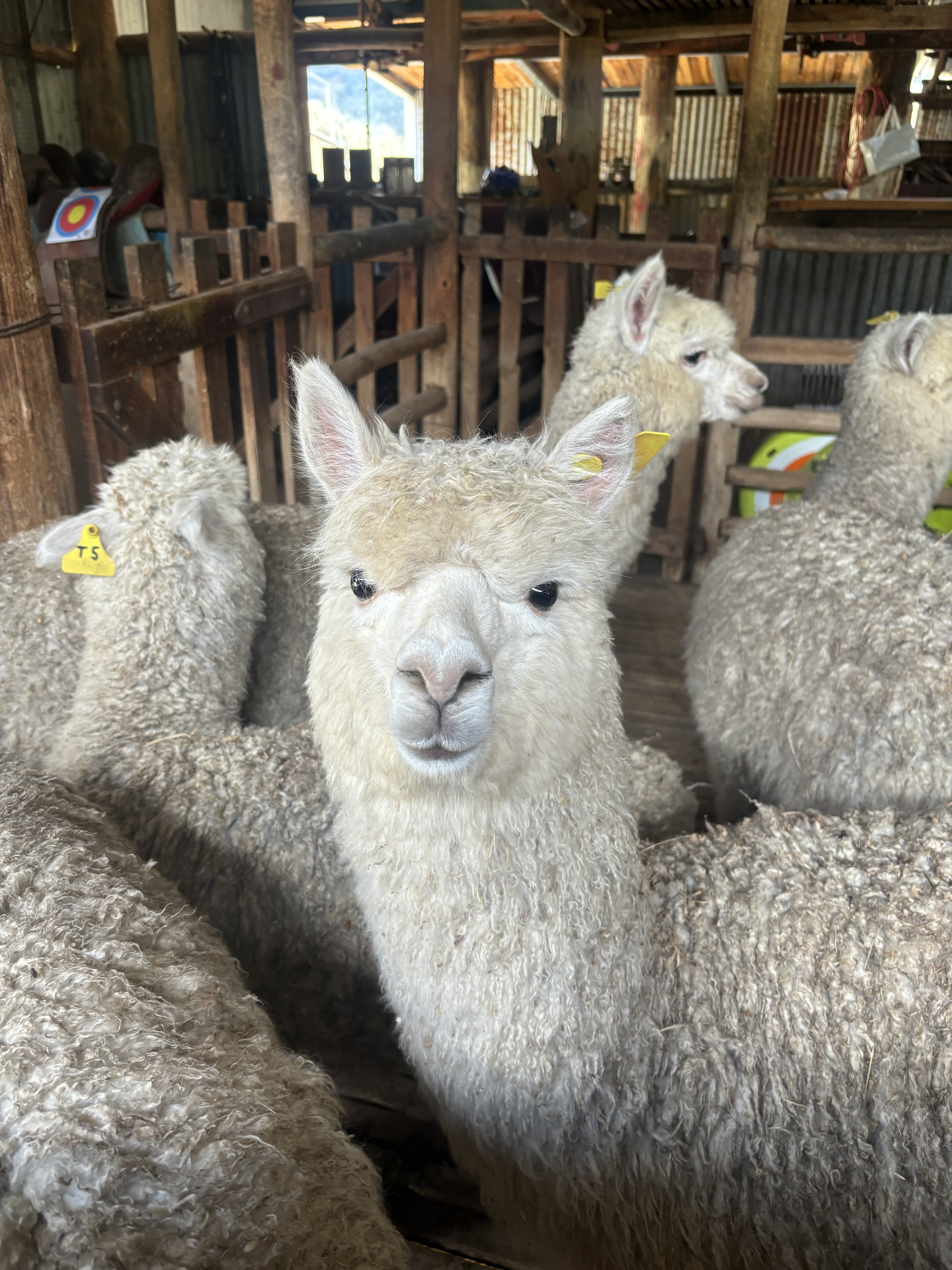 Retired breeding alpaca dame at Springcart Farm, Weabonga NSW — gentle and experienced