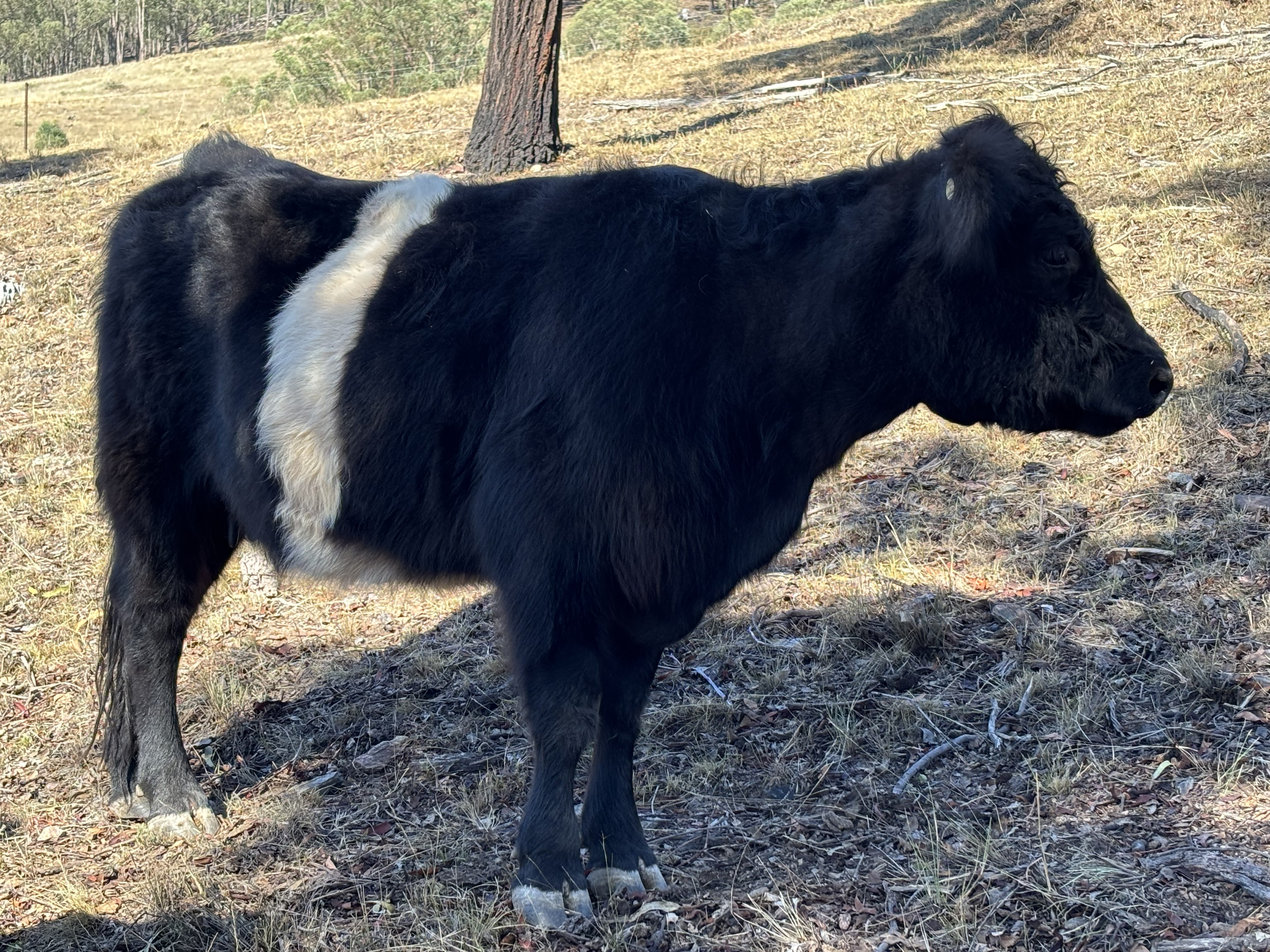 CC — belted Miniature Galloway cow at Springcart Farm, Weabonga NSW