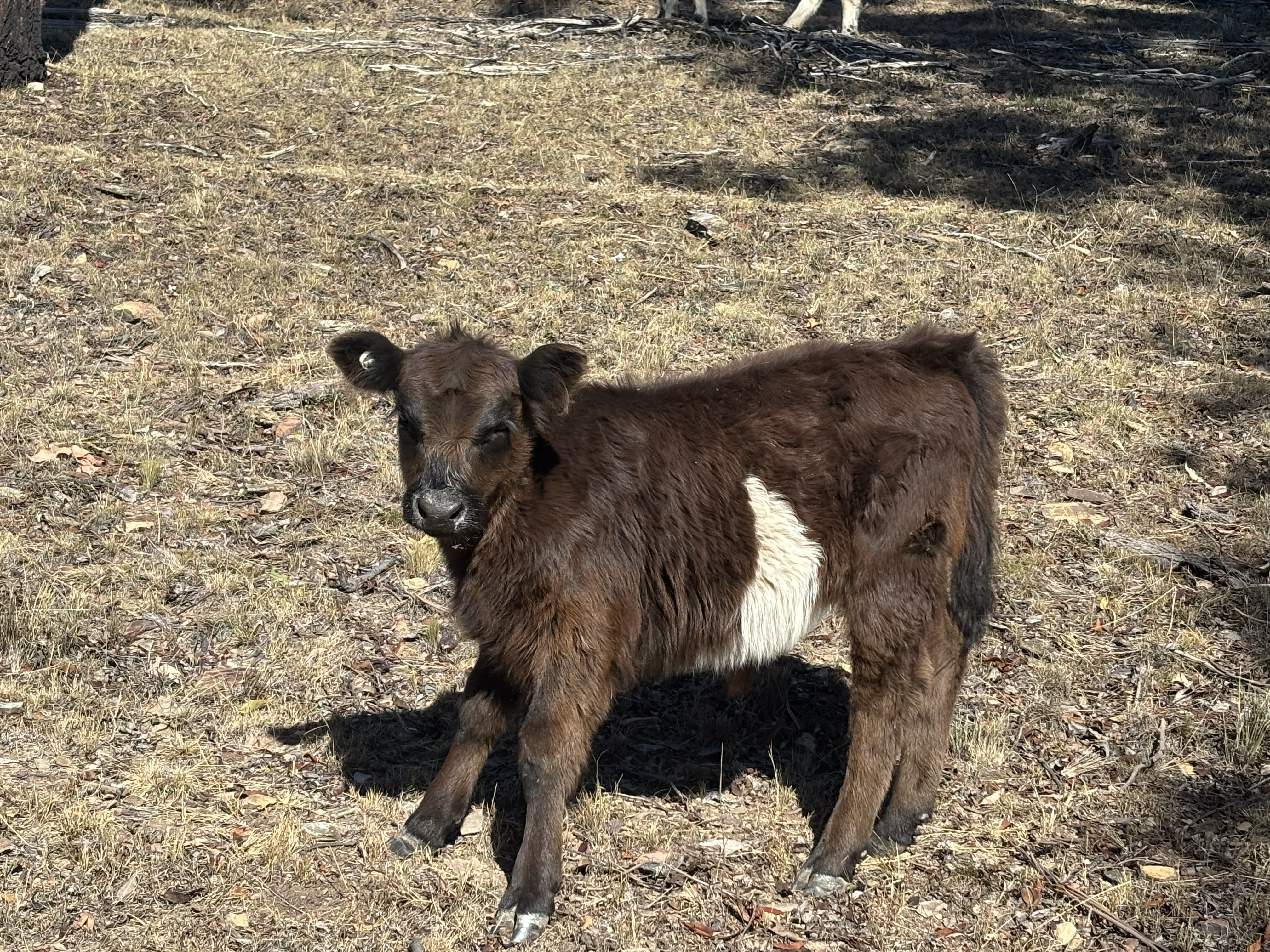 Vic, a belted Miniature Galloway bull calf bred at Springcart Farm — sold