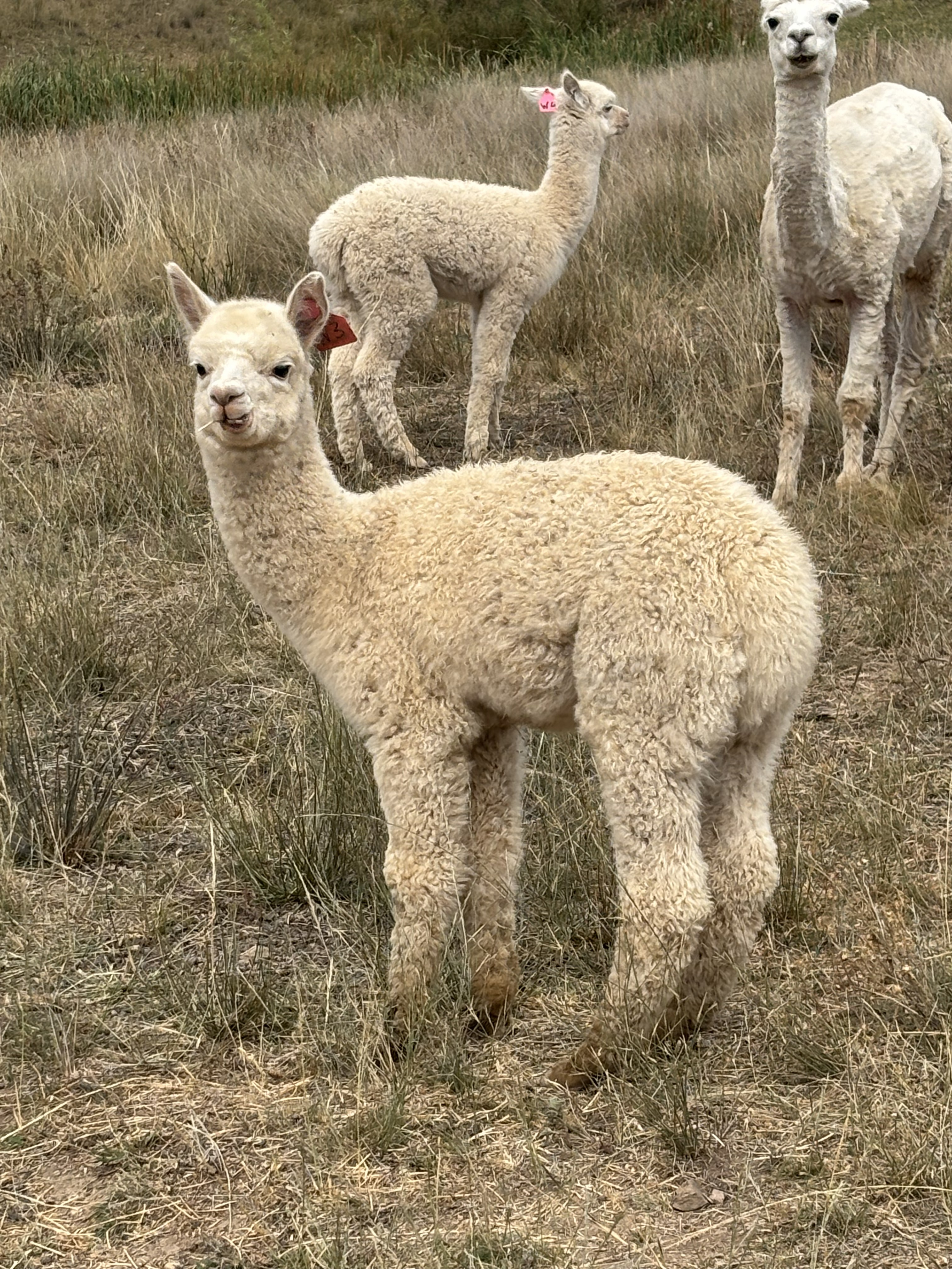 Young alpaca cria standing at Springcart Farm, Weabonga NSW — available for sale