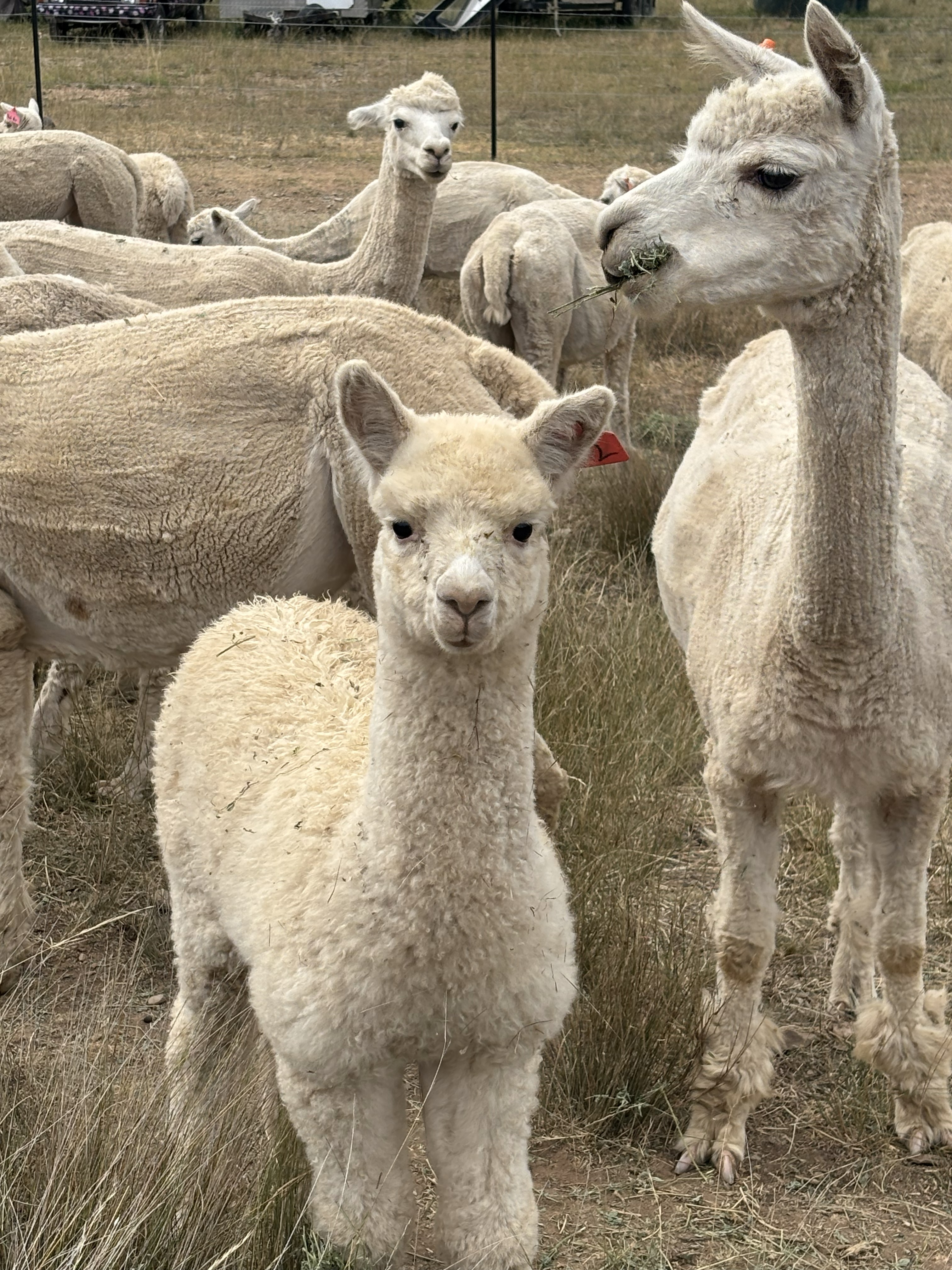 Young male alpaca cria at Springcart Farm, Weabonga NSW