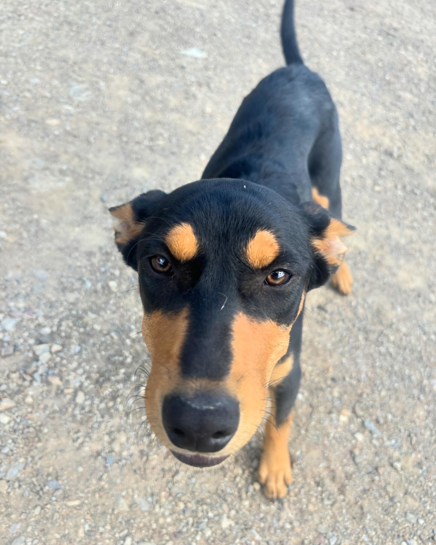 Rex the kelpie working dog at Springcart Farm, Weabonga NSW