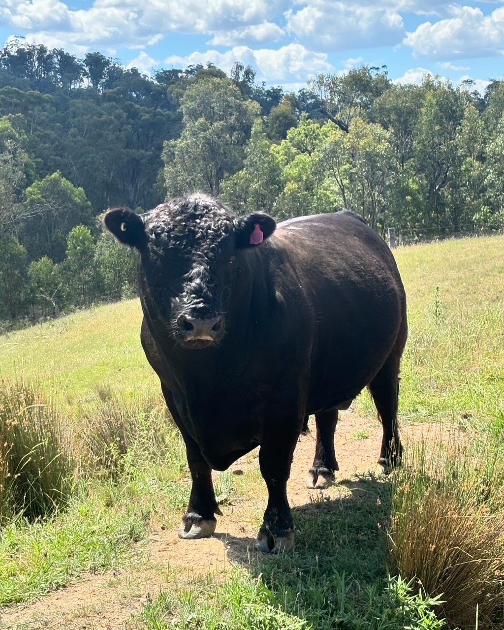 Black Angus bull at Springcart Farm, Northern Tablelands NSW