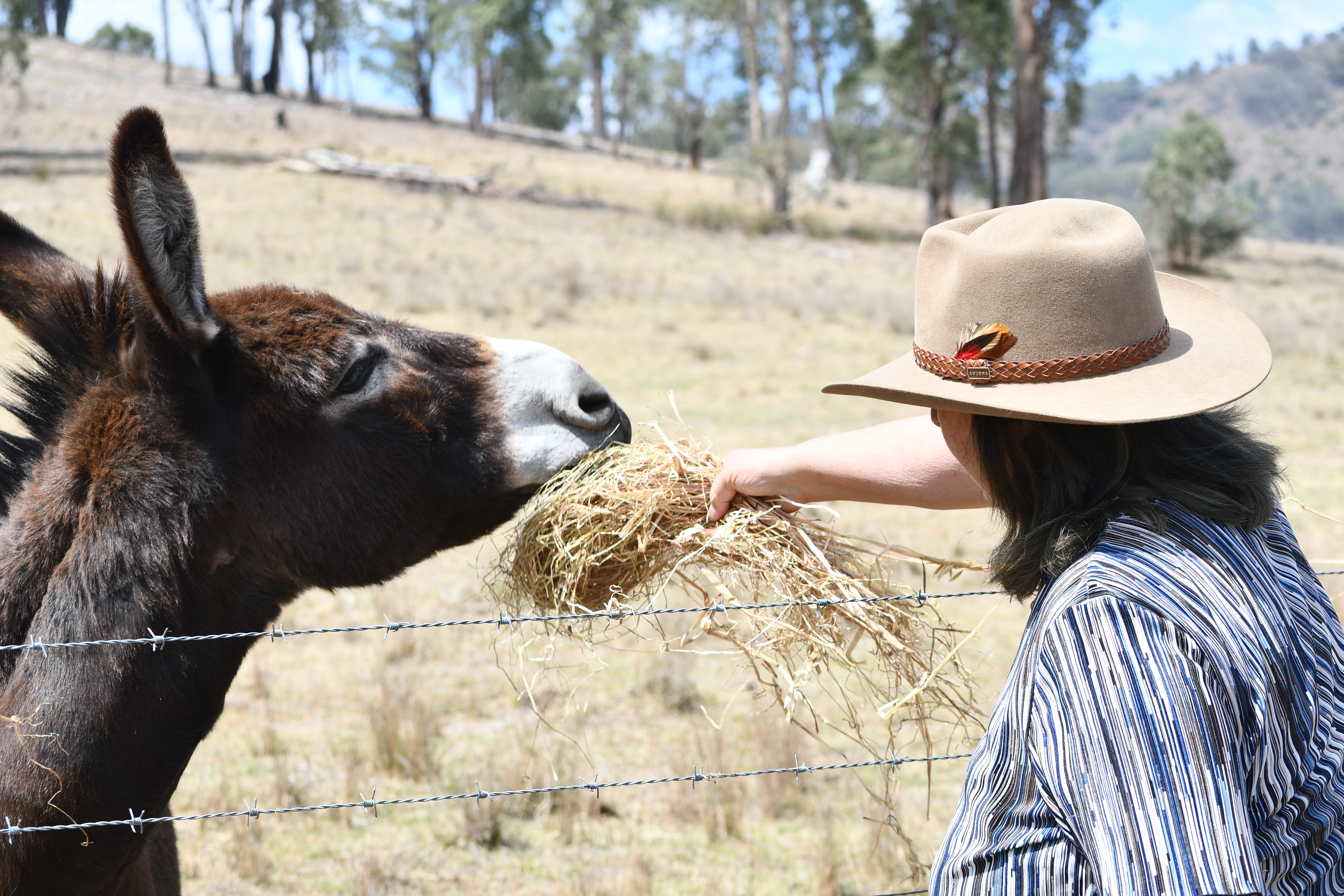 Woman in akubra hand-feeding a donkey hay over the fence at Springcart Farm