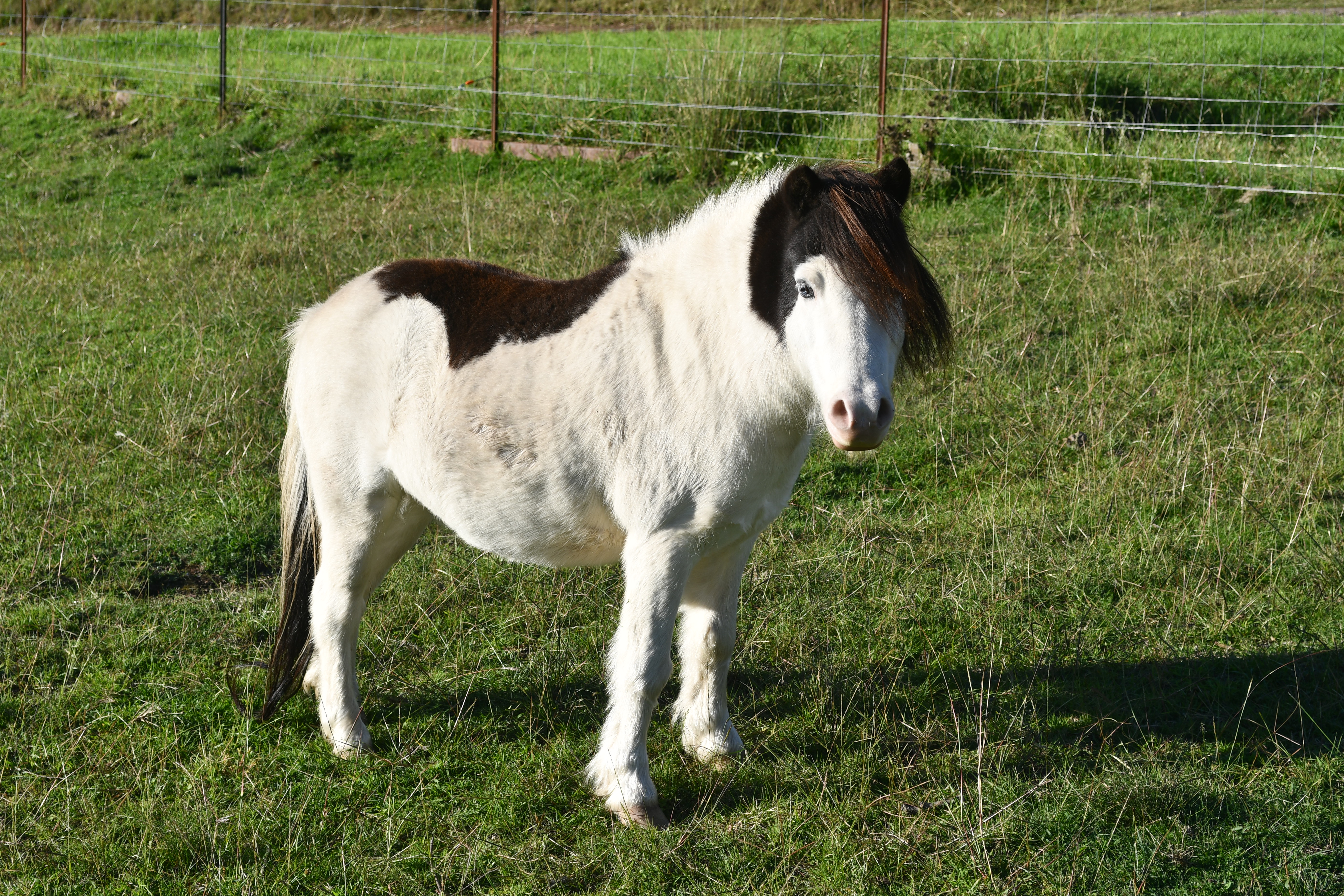 Wally the miniature horse at Springcart Farm, Weabonga NSW