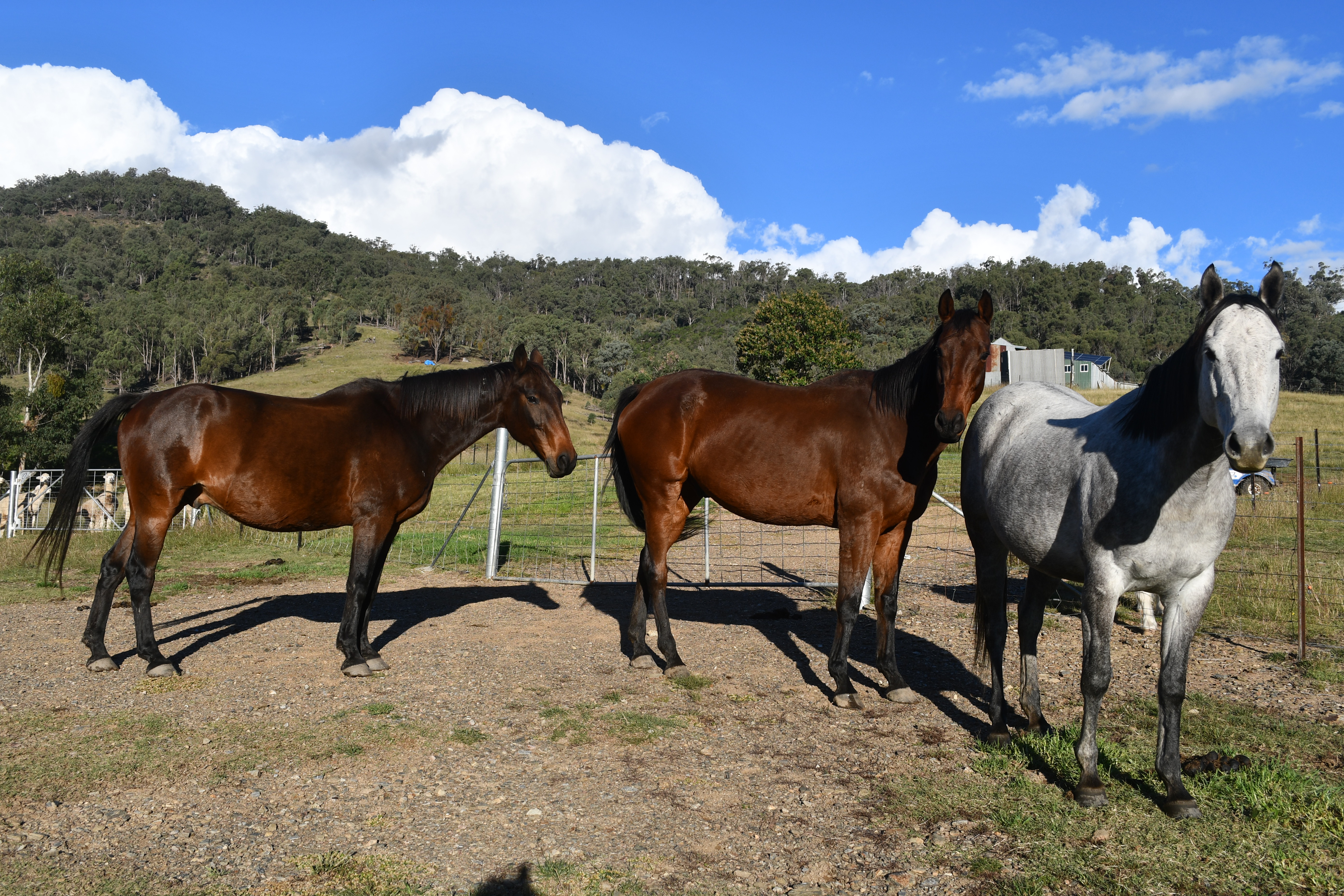 Quinn, Buddy and Willow the horses at Springcart Farm, Weabonga NSW